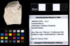 Foto (Objekt + Etiketten) von Goniodromites sp. 